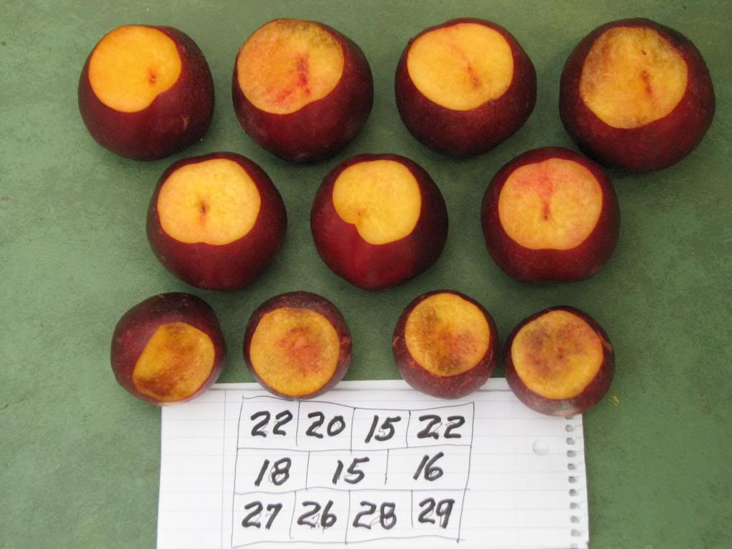  photo brixhoneyblaze005_zps6abc564e.jpg